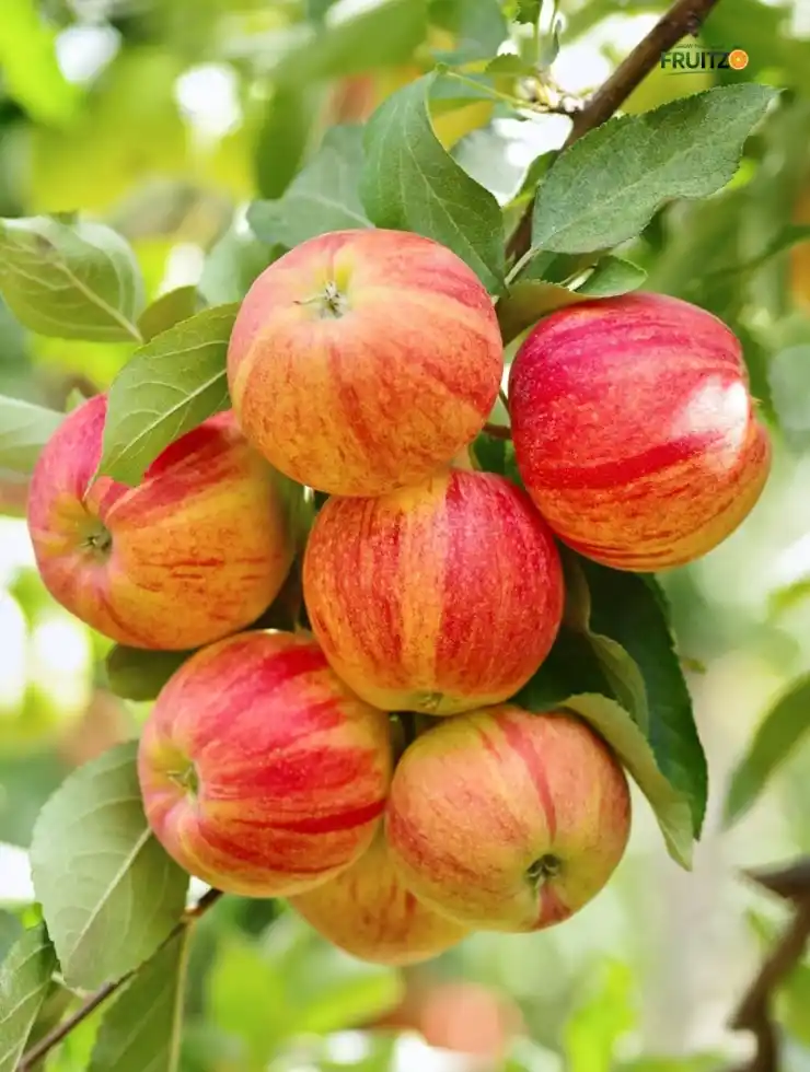 Anna Apple Plant Original Grafted Variety for Warm Climate Gardening (1.5'-2.5'ft).png